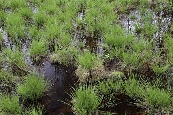 Sedges