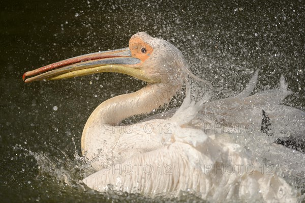 White Pelican