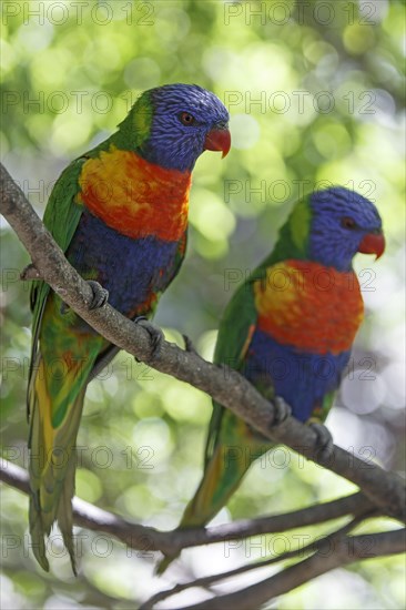 Swainson's Lorikeet