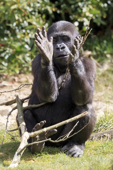 Lowland gorilla