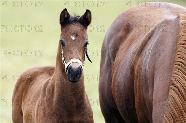 English thoroughbred horse