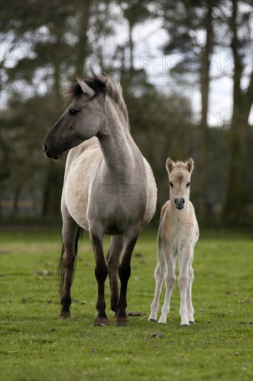 Wild Horse Duelmen