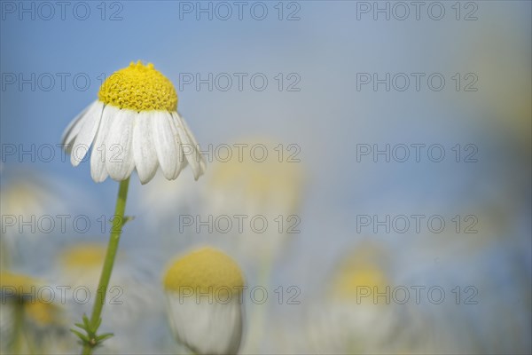 Scentless mayweed