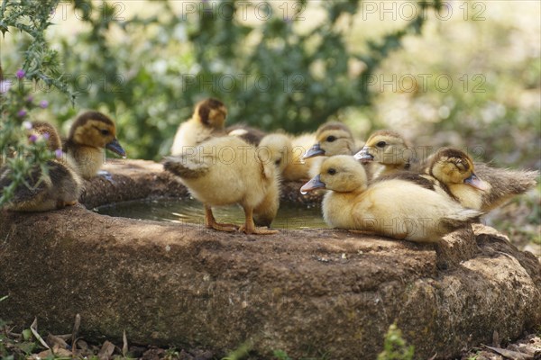 Ducklings at the trough