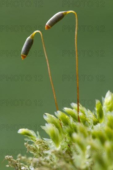 Gooseneck Star Moss