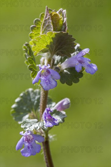 Ground ivy