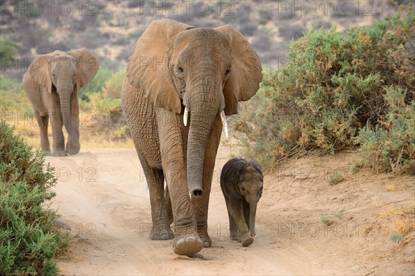 African elephant