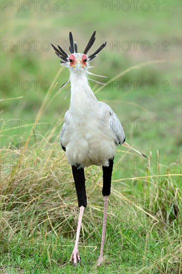 Secretary bird