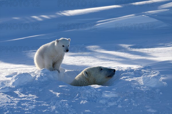 Female polar bear