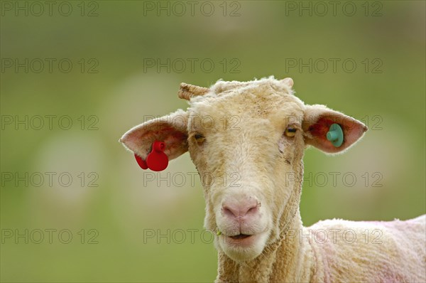 Merino sheep