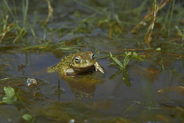 Natterjack Toad