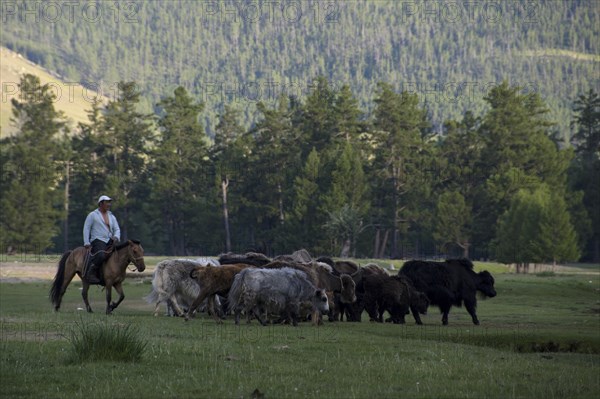 Yaks and shepherds on the river Ider