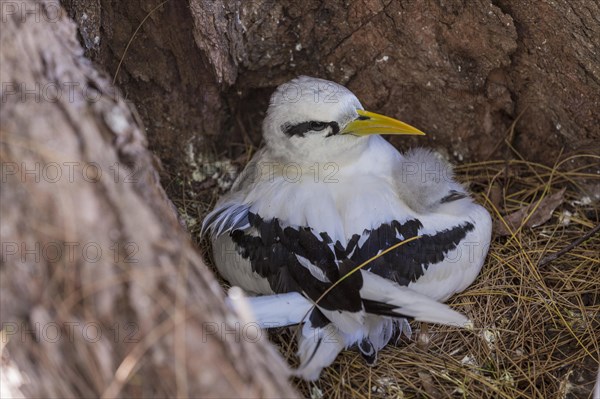 White-tailed tropicbird