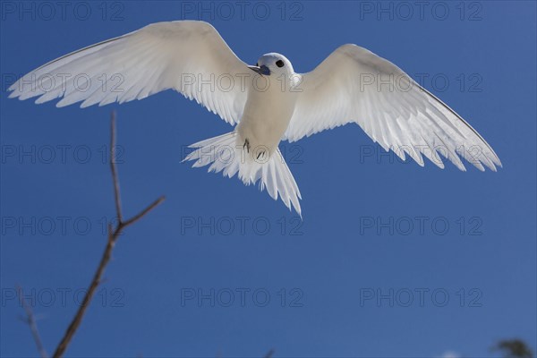 White tern