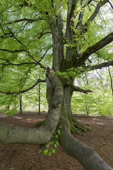 Snake beech in the primeval forest Sababurg