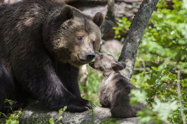 Brown bear