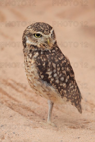 Burrowing owl