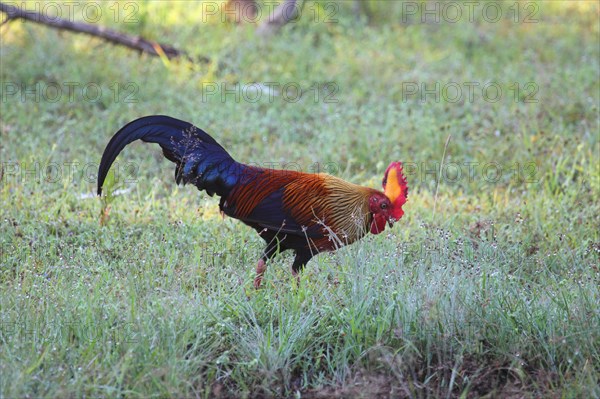 Sri Lankan junglefowl