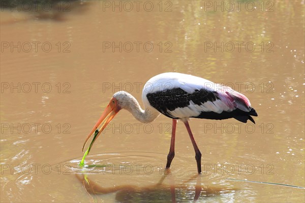 Painted stork