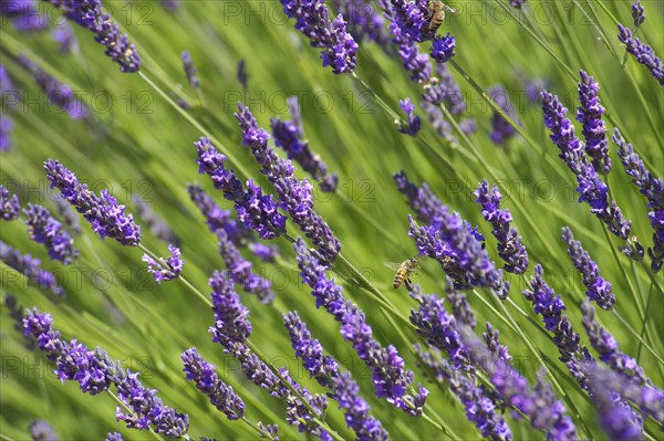 Lavender fields near Sault