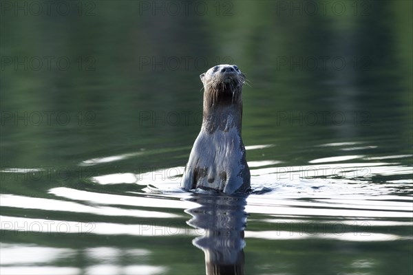 North American river otter