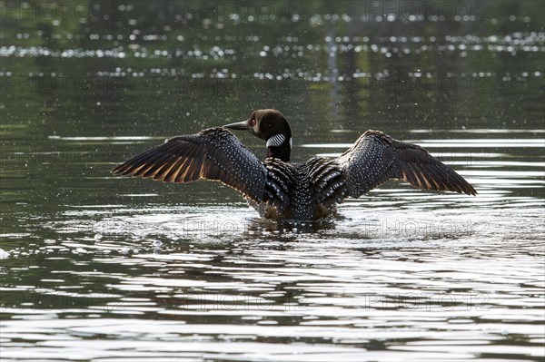 Great Northern Loon