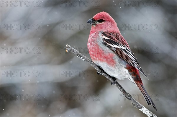 Male Pine Grosbeak