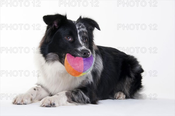 Australian Shepherd