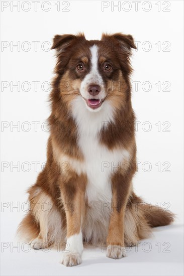 Miniature Australian Shepherd