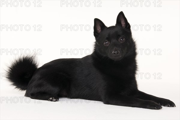 Schipperke