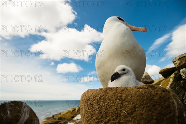 Black-browed Albatross