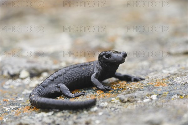 European Black Salamander