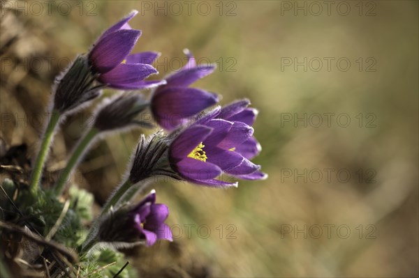 Common Pasque flower