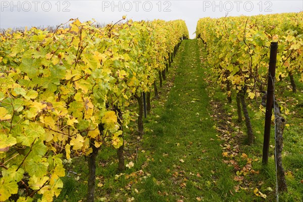 Vineyards