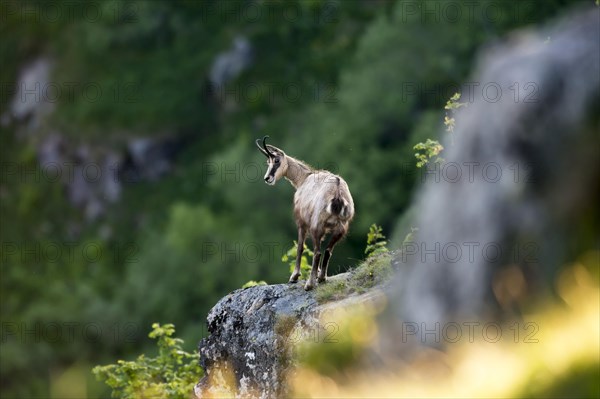 Chamois