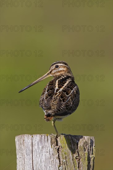 Common snipe