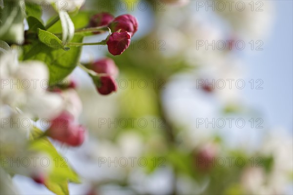 European crab apple