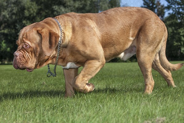 Dogue de Bordeaux