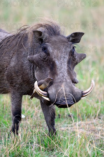 Warthog