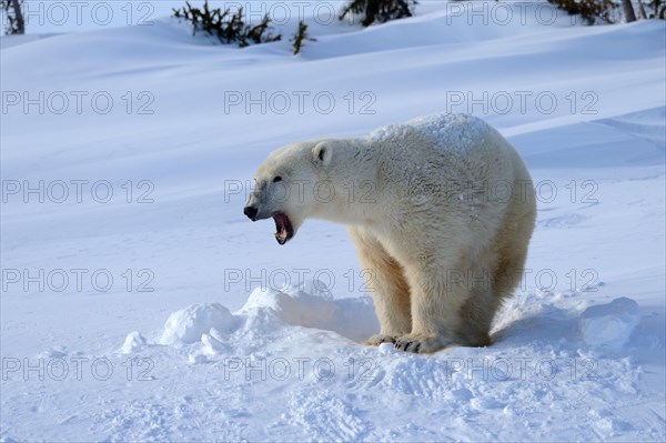 Polar bear