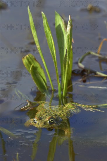 Natterjack Toad