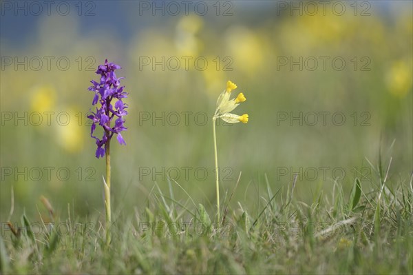 Early purple orchid