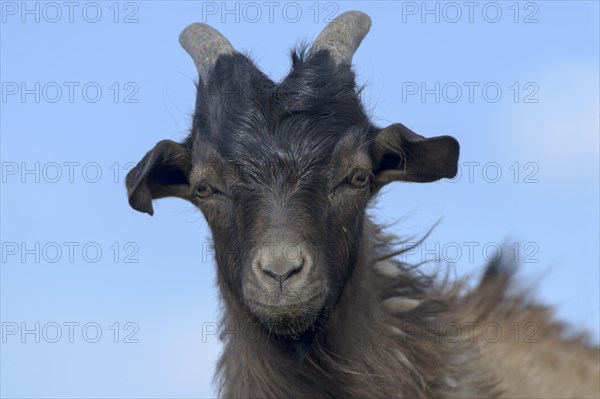 Cashmere goat