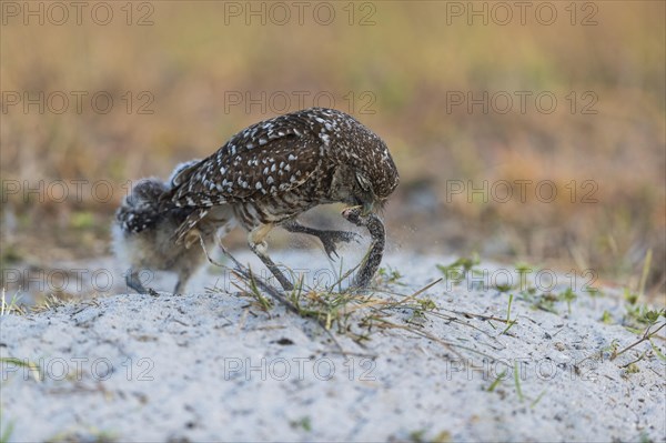 Burrowing owl