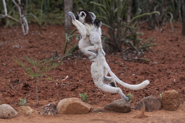 Verreaux's sifaka