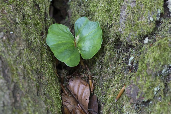 Young beech shoot in the primeval forest Sababurg