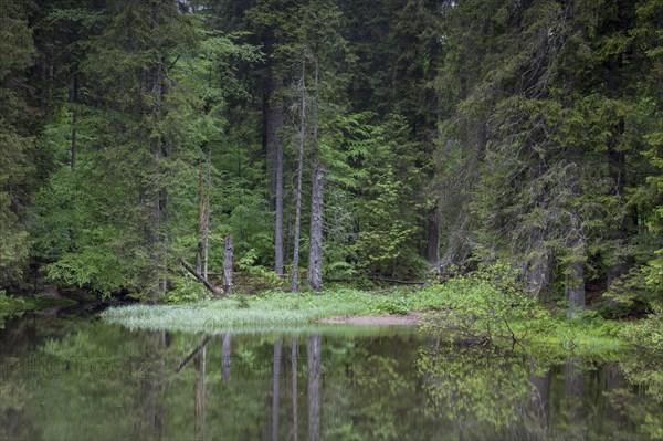 Hoellbach mountain stream