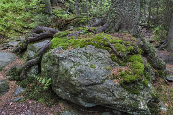 Primeval forest in Hoellbachgespreng