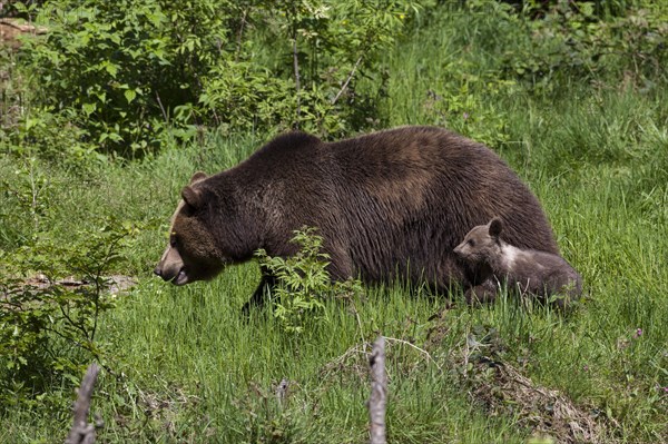 Brown bear