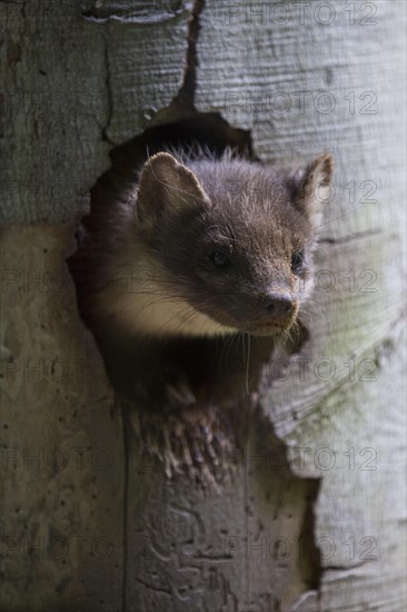 European pine marten